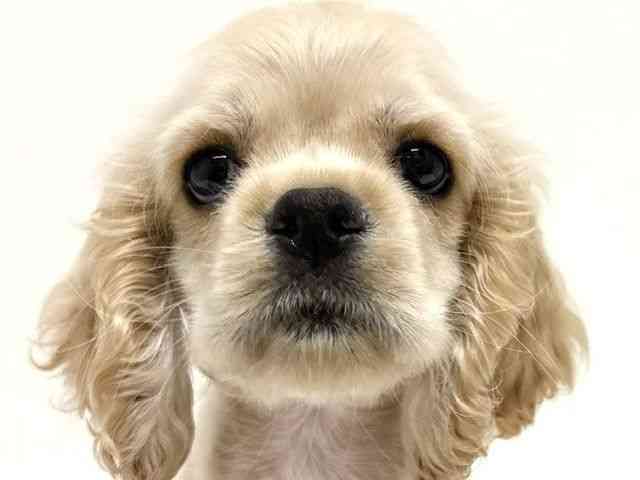 pet image