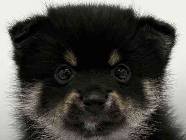 pet image
