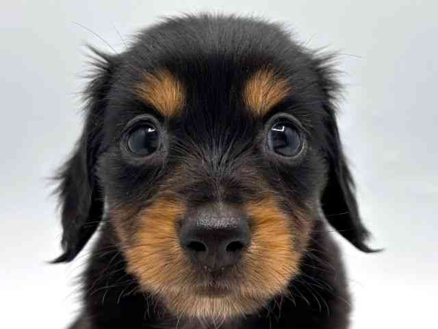pet image