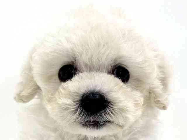 pet image
