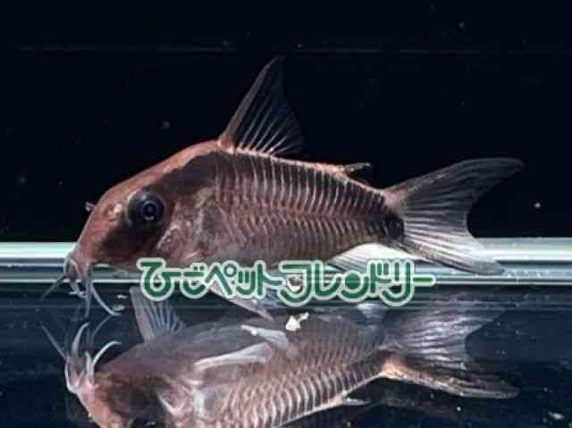 card-img