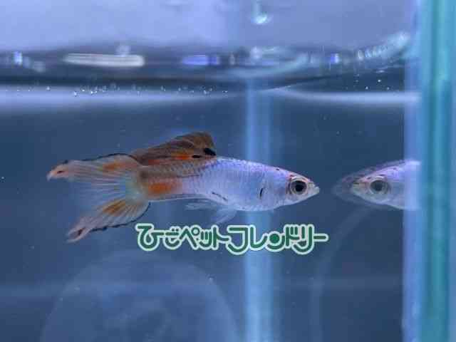 card-img