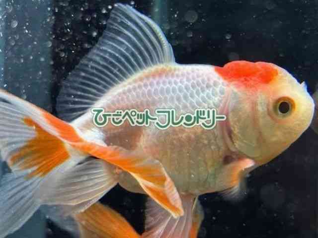 card-img