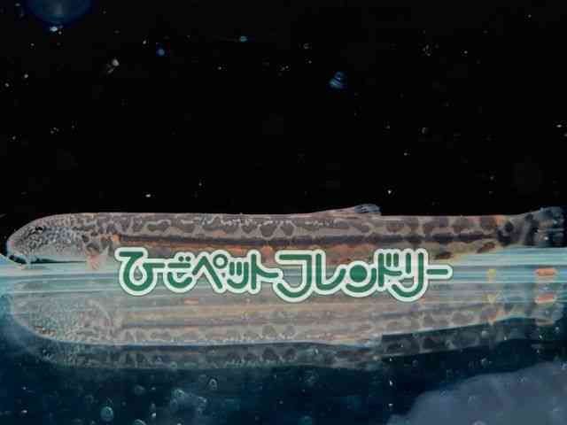 card-img