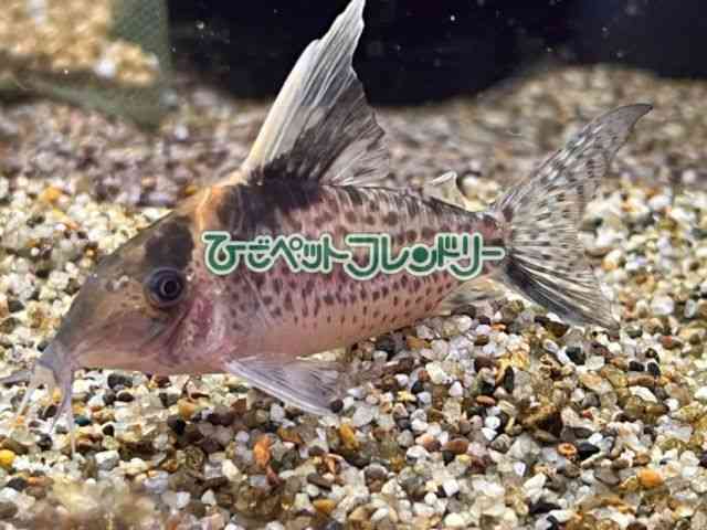 card-img