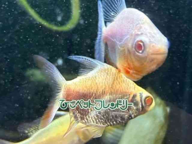 card-img