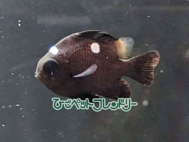 card-img