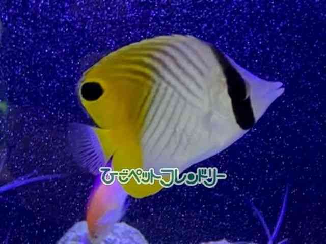 card-img