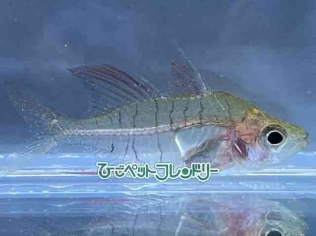 card-img