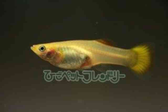 card-img