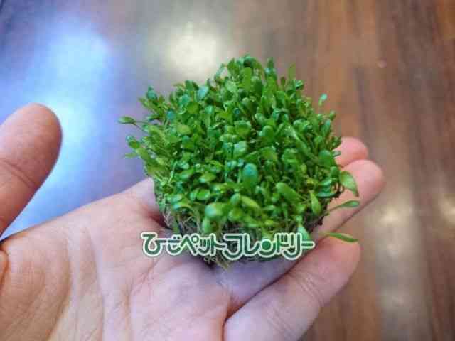 card-img