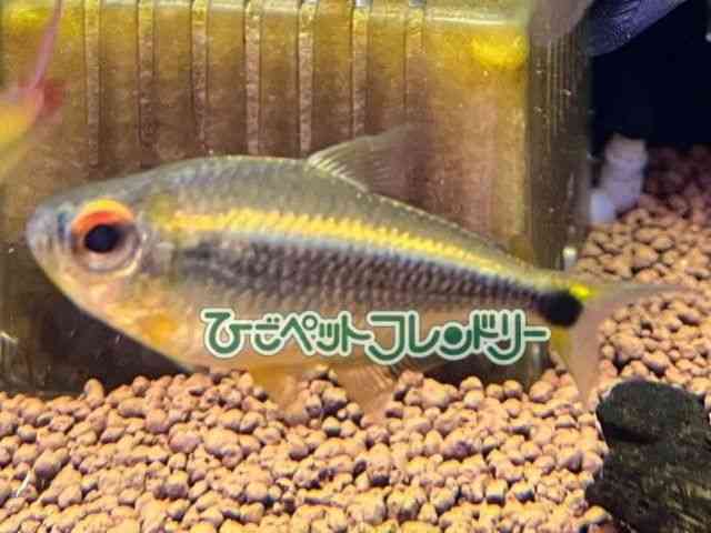 card-img