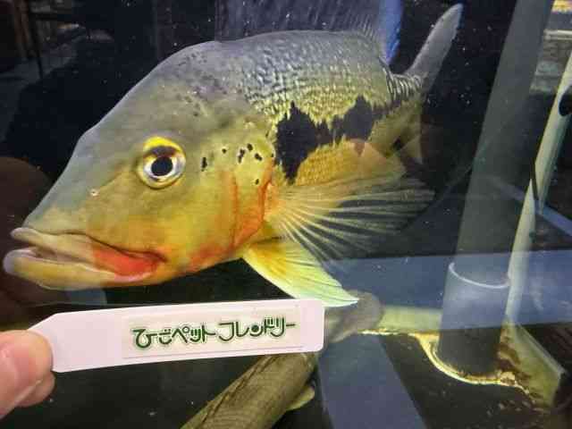 card-img