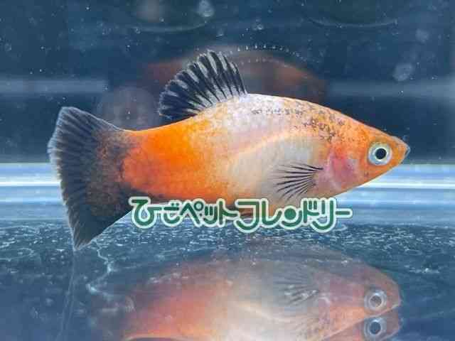 card-img