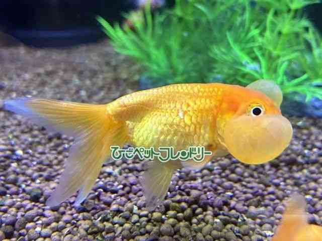 card-img