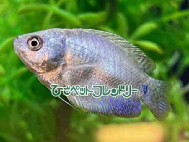 card-img