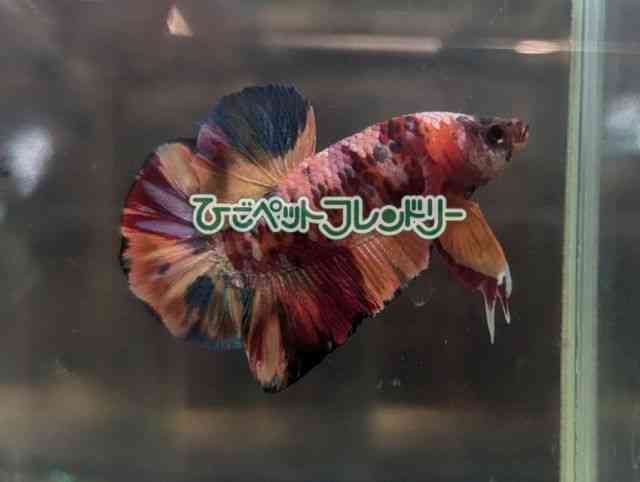 card-img