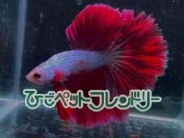 card-img