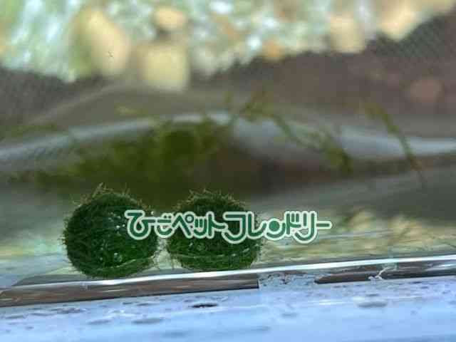 card-img