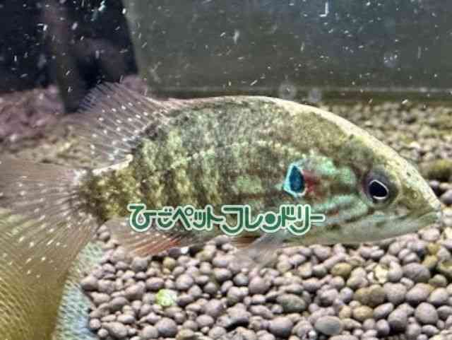 card-img