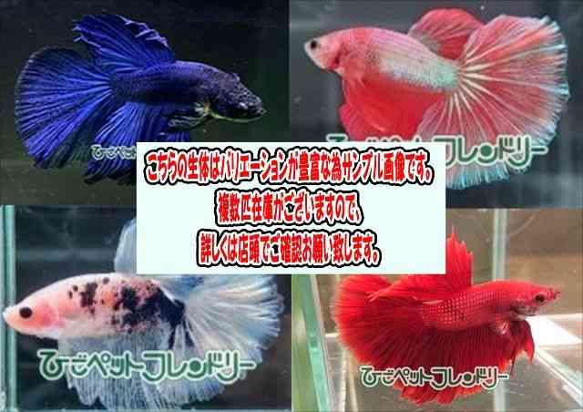pet image