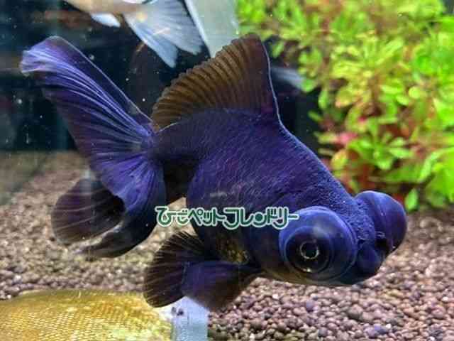 card-img