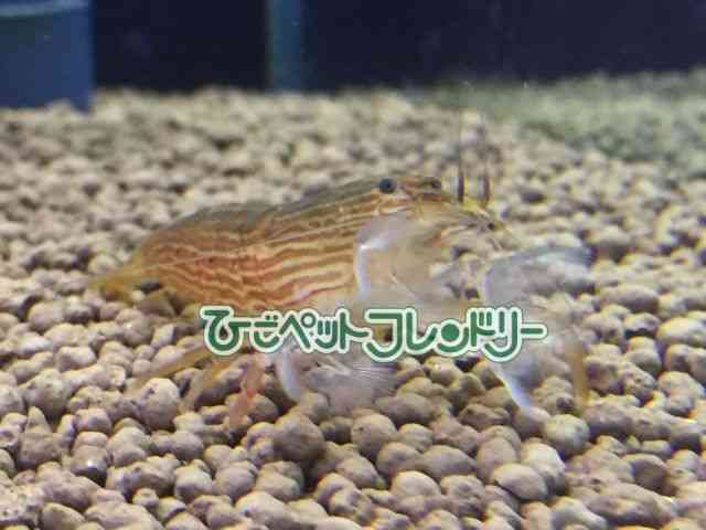 card-img
