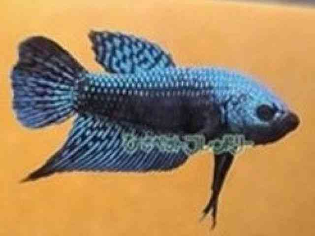 pet image