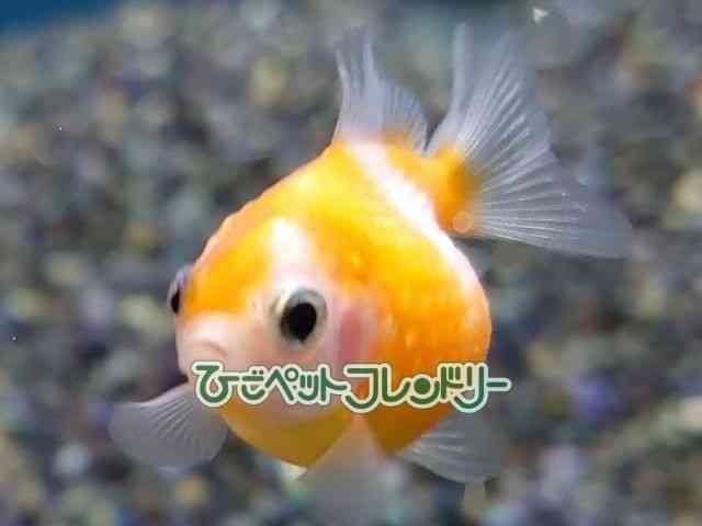 card-img