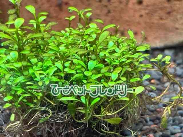 card-img