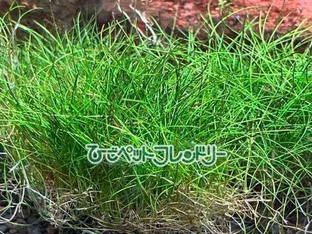 card-img