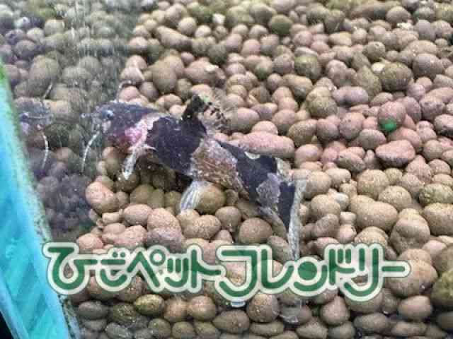 card-img