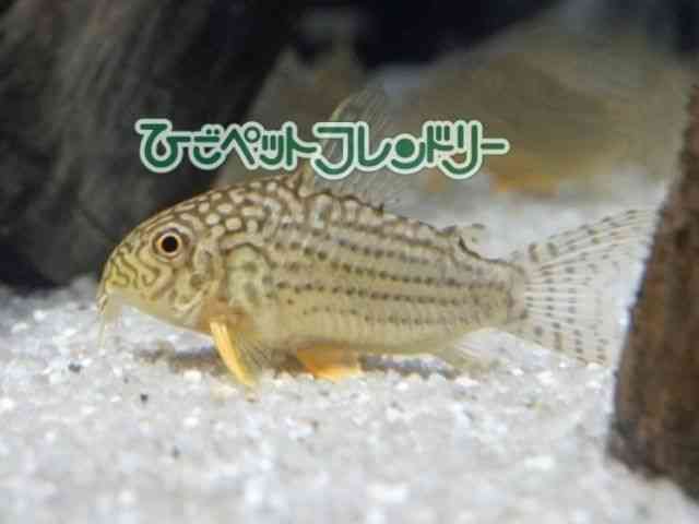 card-img