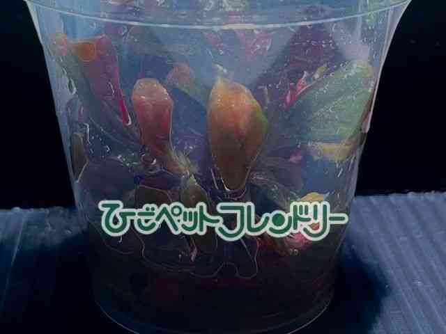 card-img