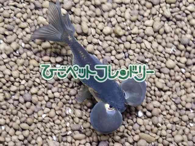 card-img