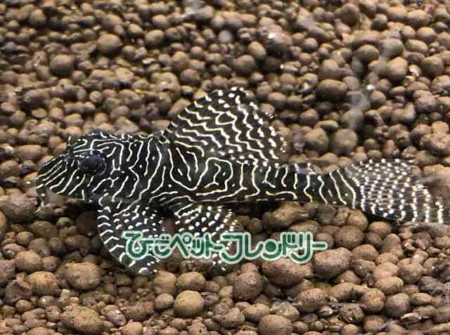 card-img