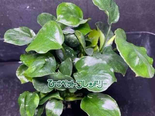 card-img