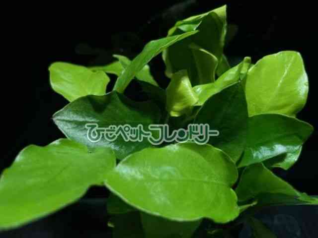 card-img