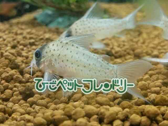 card-img