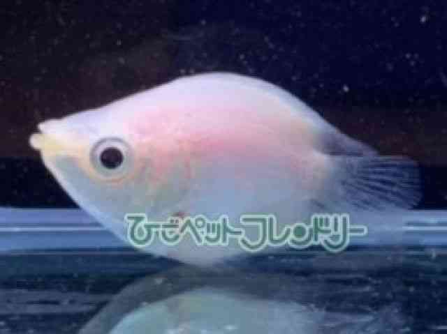 card-img
