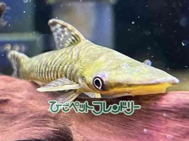 card-img