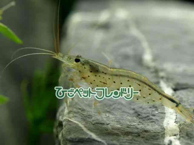 card-img
