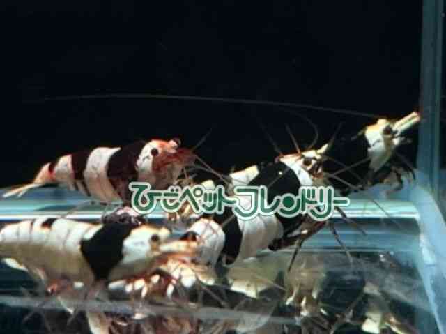 card-img