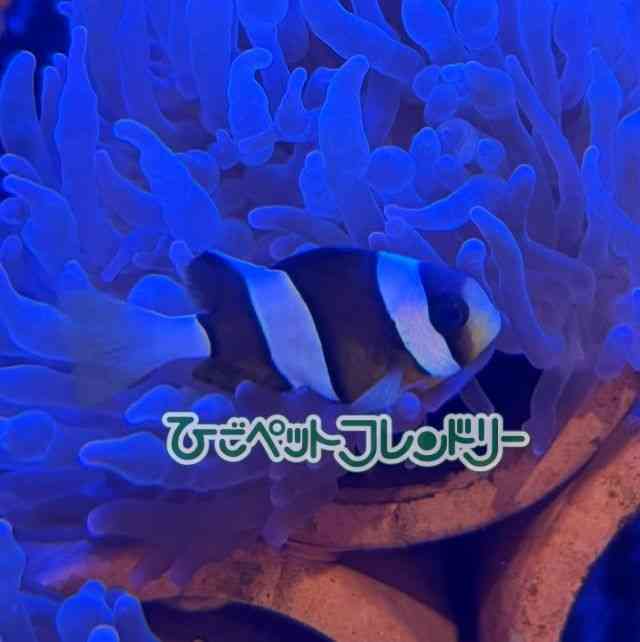 card-img