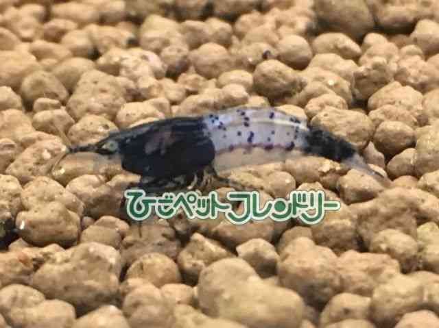 card-img