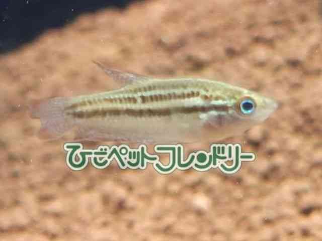 card-img