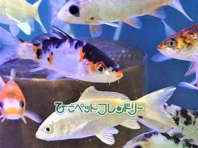 card-img