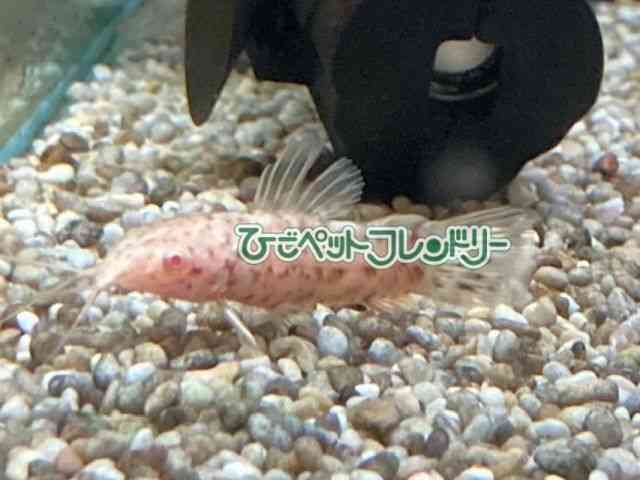 card-img