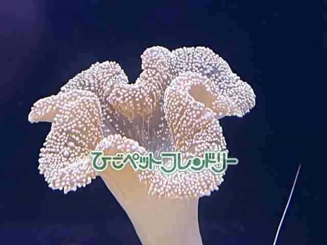 card-img