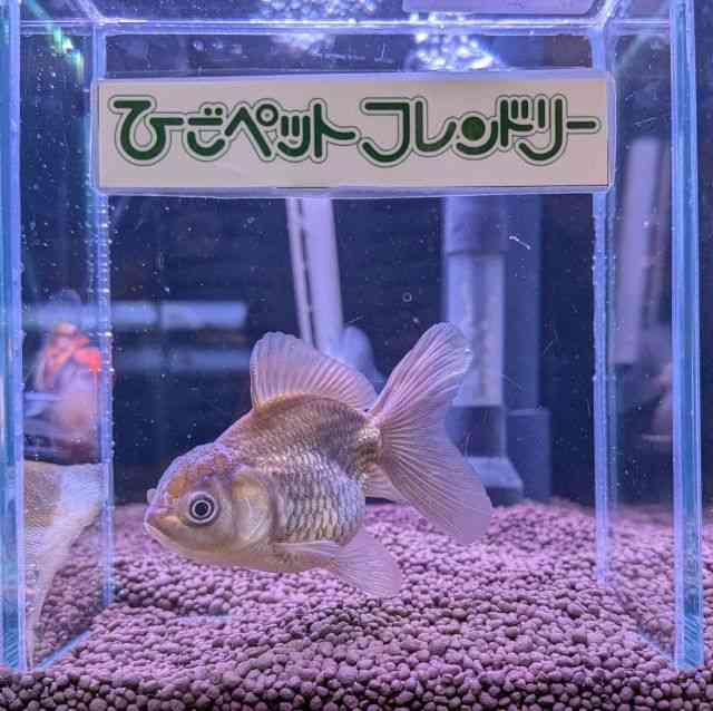 card-img